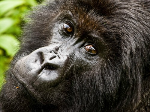 G Adventures adds 12 new tours to the Jane Goodall Collection