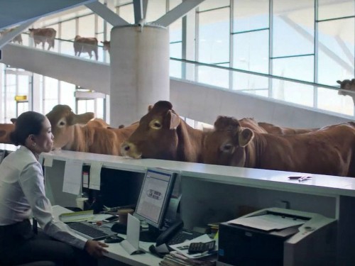 WestJet stands out from the herd with funny new video campaign