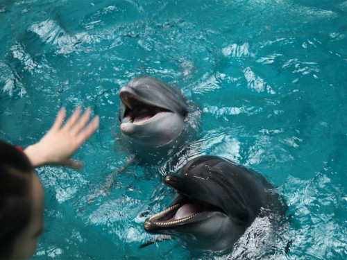 Air Canada & Transat promise to eliminate dolphin tourism from packages