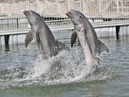 Sunwing & WestJet are removing dolphin tourism from their vacation packages