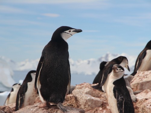 Adventure Canada launches 3 new Antarctica expeditions