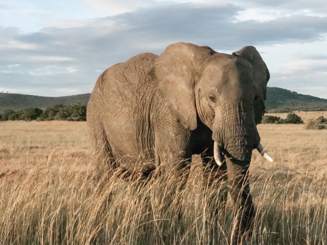 Collette launches new tour to Kenya & Tanzania