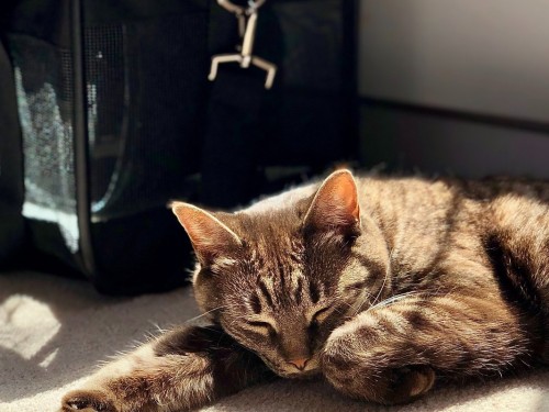Air Transat now allowing pets in the cabin on connecting flights