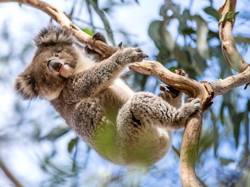 VIDEO: Register for Tourism Australia's Aussie Specialist Program, win $500 to Wayfair.ca!