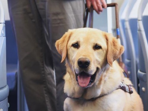 New measures to protect the rights of travellers with disabilities