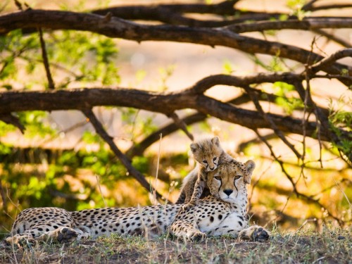 Globus adds 12 Africa vacations for 2021