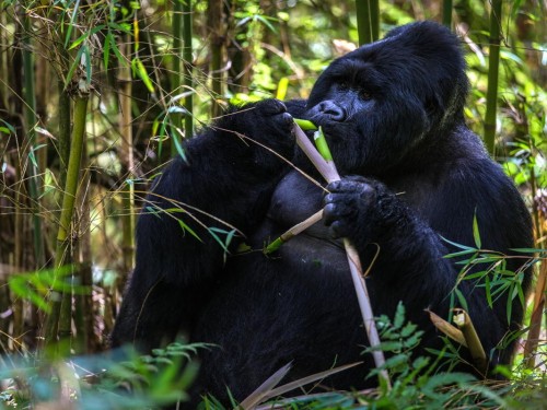 APTO, Uganda Tourism Board hosting agent webinar on Oct. 21