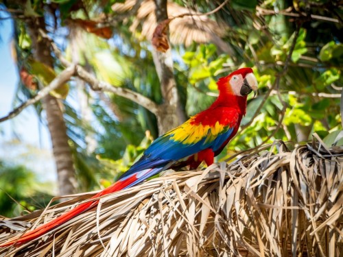 Costa Rica updates entry protocols, removes PCR test requirement