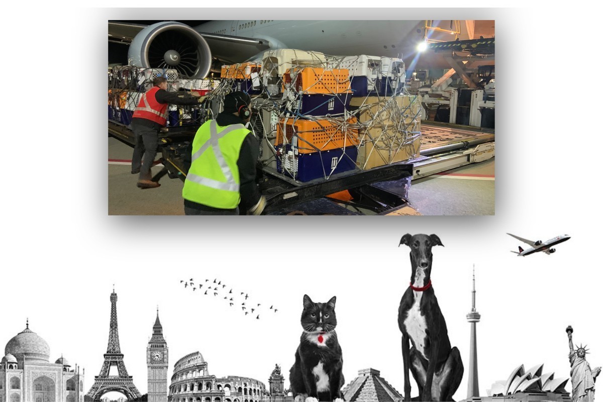Dogs on hotsell planes air canada