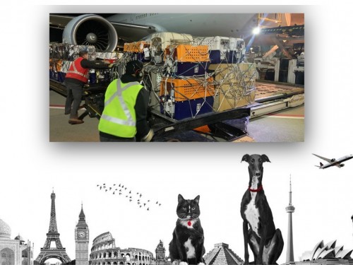 70 cats & dogs fly home to Australia via "Noah's Plane" with Air Canada
