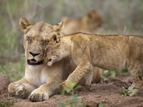 African Travel, Inc. unveils 2021 Canadian Advisor Educational Program