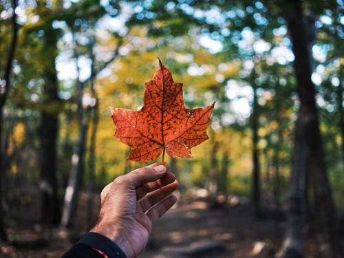 Canadians are sticking to staycations this summer, says Leger survey