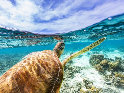 Help turtles, rebuild reefs: Sandals celebrates World Oceans Day with eco initiatives