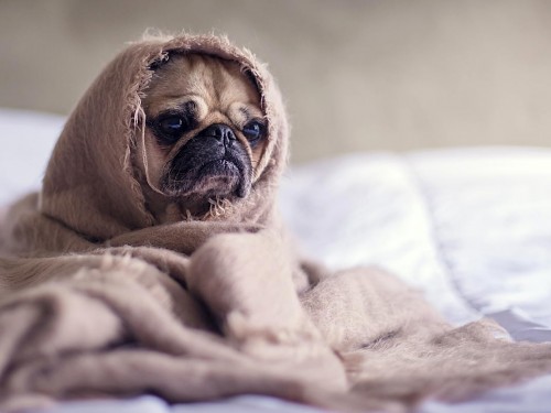 More than half of Canadians don’t see joy in staycations, survey says