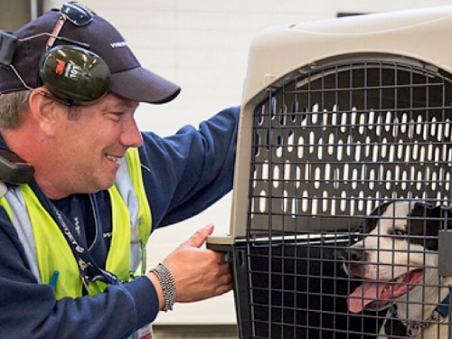 WestJet launches dedicated cargo service using 737-800 BCFs