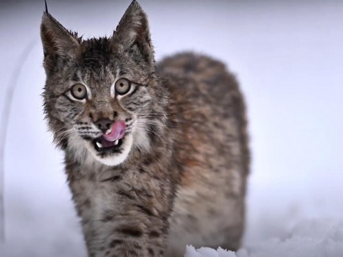 “A huge mistake”: YVR regrets inviting “real-life” lynx cat to welcome Lynx Air