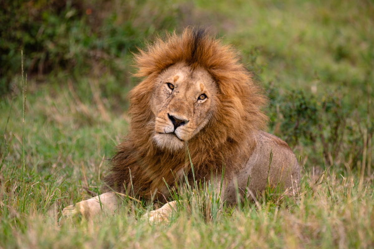 Intrepid's $1 deposit deal is back