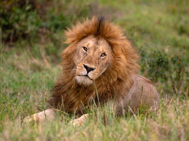 Intrepid's $1 deposit deal is back