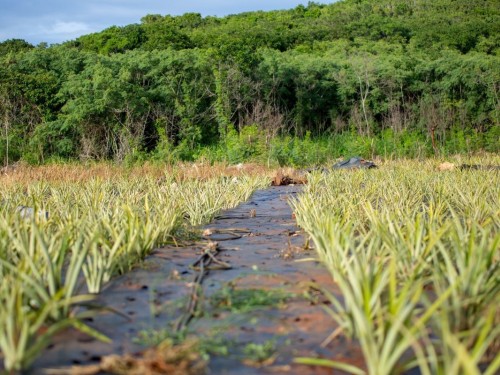 What's new in The Bahamas in June