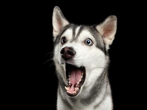 Air Canada bans pets in cargo hold until Sept. 12