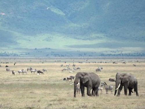 ToursByLocals launches safari product with commissionable rates for agents