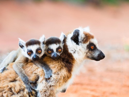 NĀRAT is hosting a 12-day Madagascar FAM from Nov 5-17. Apply now!