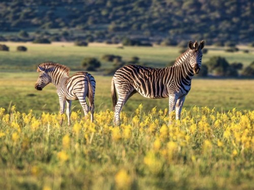 African Travel unveils additional departures, new incentives for agents