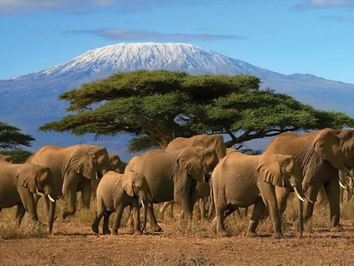 Africa was a top destination during Collette's Black Friday sale