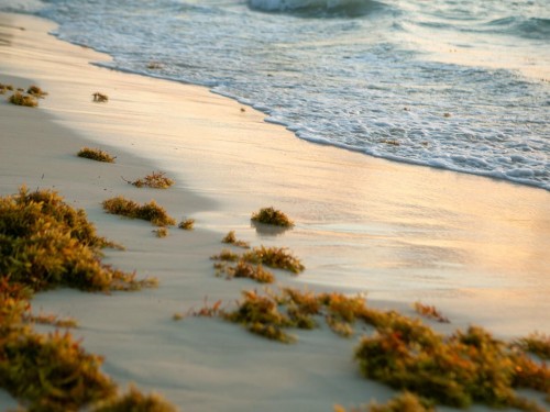A "very strong" sargassum season ahead: Tulum to install sea barriers