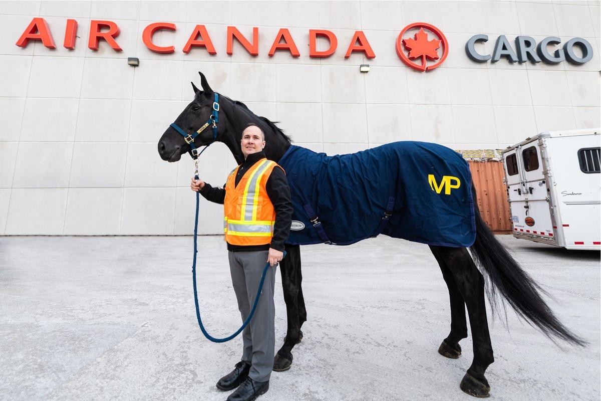What a globe-trotter: Air Canada Cargo completes first equine transport