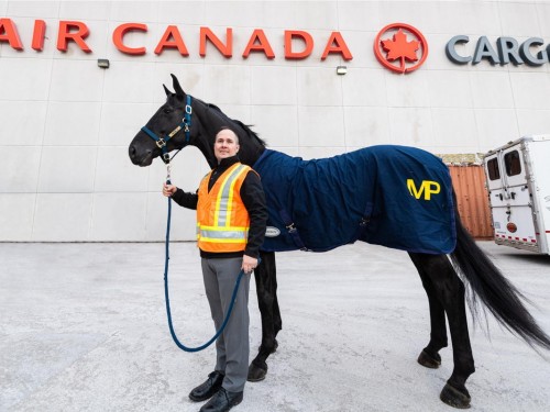 What a globe-trotter: Air Canada Cargo completes first equine transport