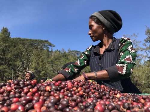 Intrepid to explore Southeast Asia's "newest and least-visited" destination