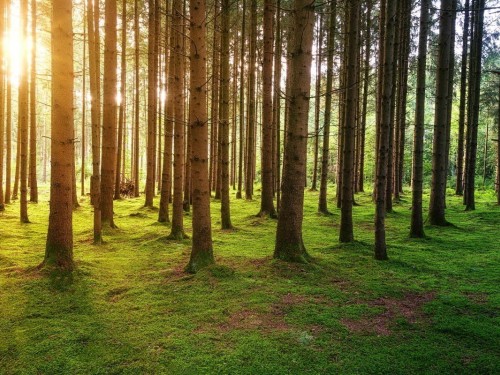 Huntington Travel Group partners with Trees4Travel