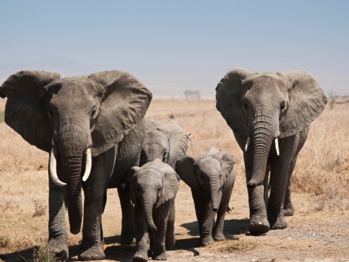 Tanzania and Italy newest destinations for National Geographic Family Journeys