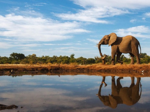 Exodus ramps up support for elephant conservation efforts