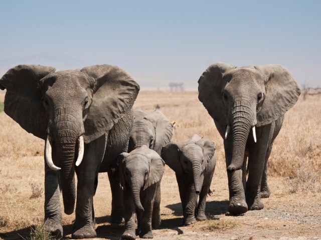 Precision Airways ups commission for Canadian agents