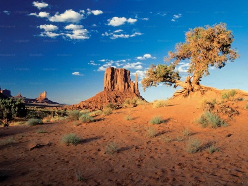 Global Marketing & Sales now representing Arizona in Canada