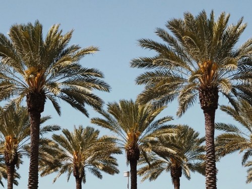 Visit Orlando to host "Sunshine Tour” for agents in select cities in December