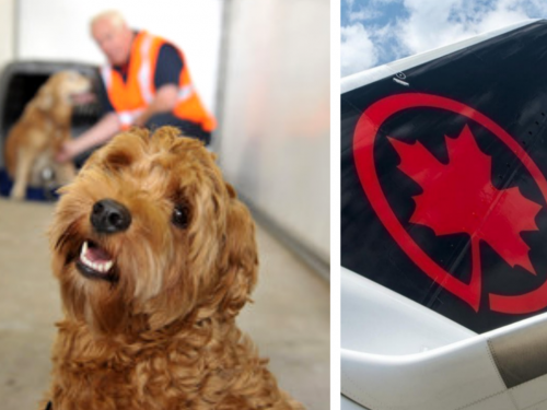 Pets travelling with Air Canada now receive 24hr virtual veterinary help