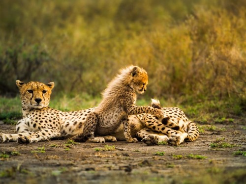 African Travel unveils new wildlife conservation experiences