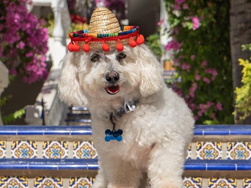 Mar del Cabo has a “pampered pooch” package for dogs (and their owners)