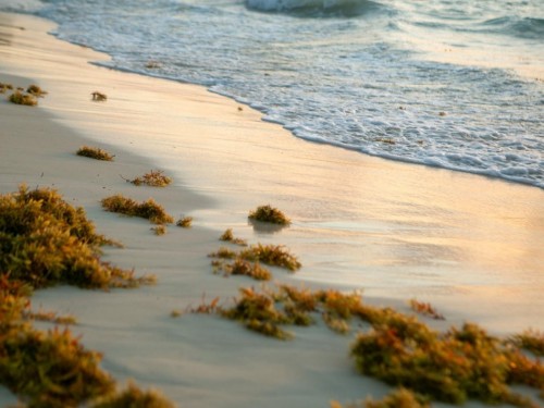 Playa del Carmen testing tools that turn sargassum into fuel